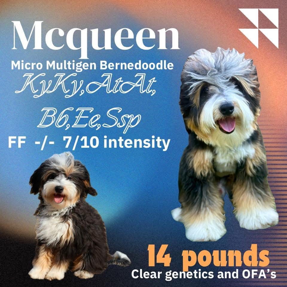 McQueen
