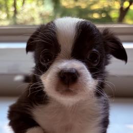 Pepper with blue or light eyes - Black and white male Chihuahua puppy in Massachusetts, Massachusetts from Boston Chi Chis