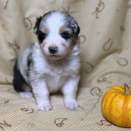 Girl 4 - Blue merle female Australian Shepherd puppy in Spring Grove, Pennsylvania from Transcendence Australian Shepherds