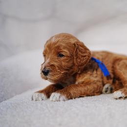 Blue collar - Red  male Goldendoodle puppy in Spokane, Washington from Doodle Love