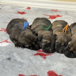 Male 3 - Sable male German Shepherd puppy in Natalia, Texas from Sudenblick German Shepherds