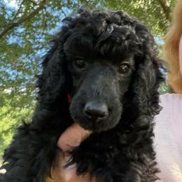 Marta - Black female Poodle puppy in Hartselle, Alabama from Phare Poodles