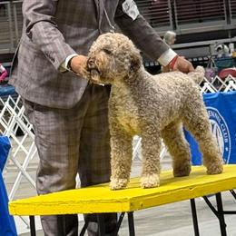 Lagotti Romagnoli from True Blue Kennel