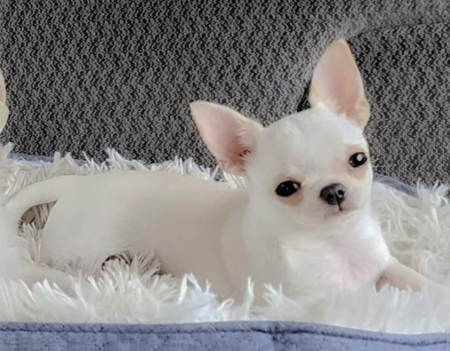 Pink - Chihuahua