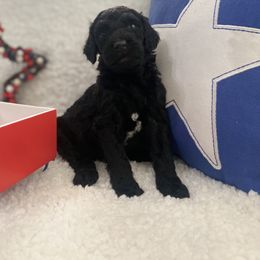 Goldendoodle Puppies from Vallevistadoodles