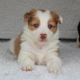 Border Collie Puppies from C Bar C Ranch