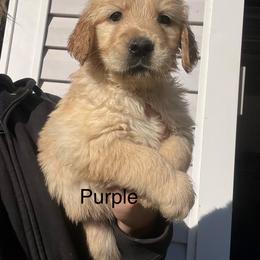 Purple - Dark golden female Golden Retriever puppy in Jesup, Georgia from Painted Platinum Retrievers (Painted Platinum Kennel) PPK