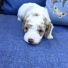 Donald - Parti male Poodle puppy in West Bountiful, Utah from Utah Mountain Doodles