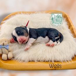 Wells - Black tri-color male Aussiedoodle puppy in Chattanooga, Tennessee from Remedy Ranch Aussiedoodles