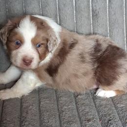 Gorgeous George - Red merle male Miniature American Shepherd puppy in Goldendale, Washington from Amulet Charm