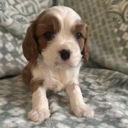 Buck - Blenheim male Cavalier King Charles Spaniel puppy in Romney, West Virginia from The Cozy Cavaliers