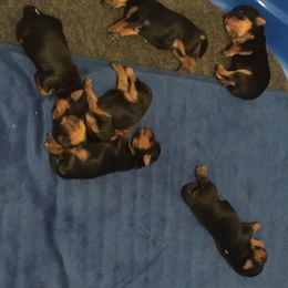 Yorkipoo and Yorkshire Terrier Puppies from Danza Bolo