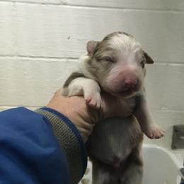 Noname 4 - Red merle male Border Collie puppy in Hopedale , Ohio from Whipple Farms