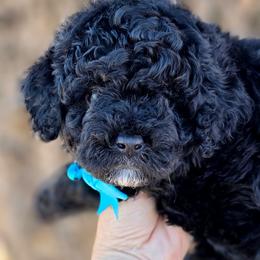 Blue boy - Black and white male Bernedoodle puppy in Vernon, Texas from Sugarland's Texas Goldendoodles