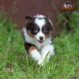 Skye - Red tri female Toy Australian Shepherd puppy in Granbury, Texas from Best Little Aussies