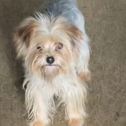 Kay - Morkie