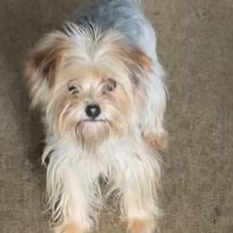 Kay - Morkie
