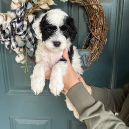 Blue Boy - Black and white male Portuguese Water Dog puppy in Liberty Lake, Washington from Lakehouse Porties