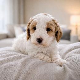Valentino - Parti male Goldendoodle puppy in Pittsburg, Texas from Grace Springs Goldendoodles