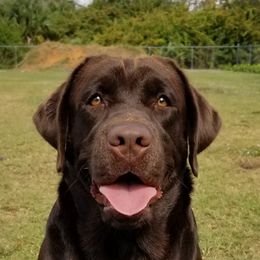 Rosie - Labrador Retriever