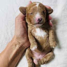 Memphis - Red female Cavapoo puppy in Aiken, South Carolina from Cavapoos of the Carolinas