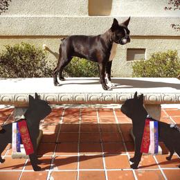Indie - Boston Terrier