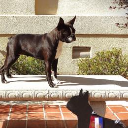 Indie - Boston Terrier