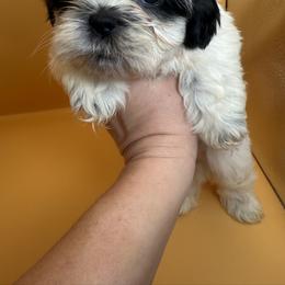 Boxer and Shih Tzu Puppies from L&L Euro Boxers and Small Town Shih Tzus