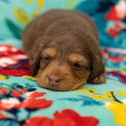 Violet - Chocolate and cream female Dachshund puppy in Wichita Falls, Texas from Matilda Jane’s Dachshunds