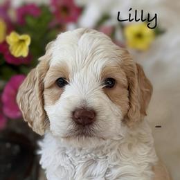 Lily - Cream female Australian Labradoodle puppy in Washington, North Carolina from Pamlico Labradoodles