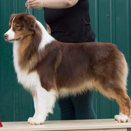 Australian Shepherd Puppies from Alias Australian Shepherds