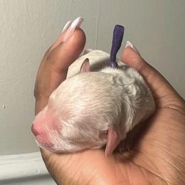 Poodle Puppies from J'Adore Doodles