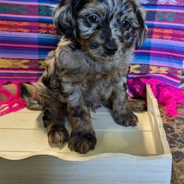 Aussiedoodle, Australian Shepherd, Bernedoodle, Cockapoo, and Poodle Puppies from Sis' Doodles & Poodles