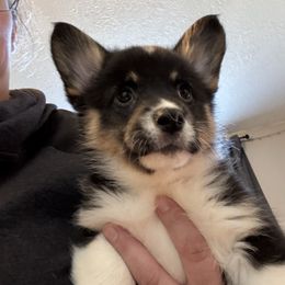 Pepper, red collar - Black and tan female Pembroke Welsh Corgi puppy in Gresham, Oregon from Simply loved corgis