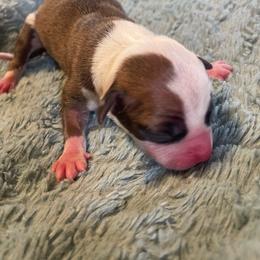 Boy 2 - Fawn sable male American Pit Bull Terrier puppy in Lakewood, Washington from Perrault Kennels