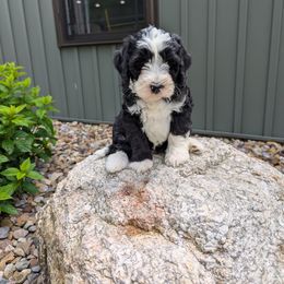 Jet F1b mini - Black and white male Bernedoodle puppy in Beach City, Ohio from Blue Cloud Doodles