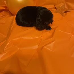 German Shepherd Puppies from Palmetto German Shepherds