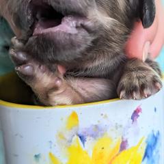 Dachshund Puppies from Sunflower Dachshunds