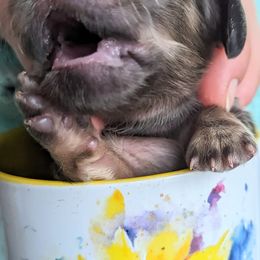 Dachshund Puppies from Sunflower Dachshunds