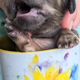 Dachshund Puppies from Sunflower Dachshunds