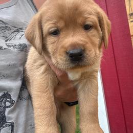 Kaiya - Yellow female Labrador Retriever puppy in Weare, New Hampshire from Emily's Labrador Retrievers
