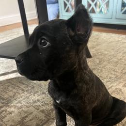 Red Collar - Black male Cane Corso puppy in Kingsport, Tennessee from Gray Cane Corsos