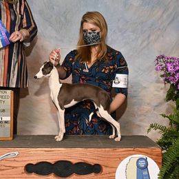 Kitty - Italian Greyhound