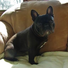 French Bulldog All Grown Up from Crestagard