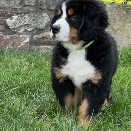 Bernese Mountain Dog and Pembroke Welsh Corgi Puppies from Highland Meadows