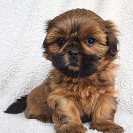 GINGER - Red female Shih Tzu puppy in Las Vegas, Nevada from Beirin Breige Shih Tzus