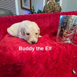 Buddy the Elf - Cream male Goldendoodle puppy in St Johns, Florida from Nini's Poodles and Doodles of St. Johns Co.