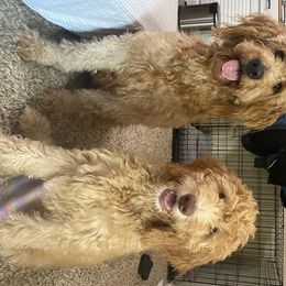 Goldendoodle Puppies from Main Street Goldendoodles