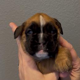 Hazel - Fawn female Boxer puppy in Medical Lake, Washington from Box and Bully Estates: Boxers and Old English Bulldogs