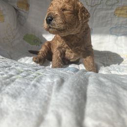 Goldendoodle Puppies from Cassie Farms